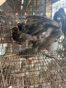 3 Melanistic Ringneck Pheasants w/ Permit
