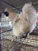 White Silkie Rooster "Olaf"