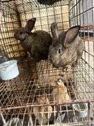 2 Flemish Gaint Bunnies