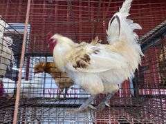 American Bresse Rooster - 1 Yr Old
