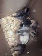 6 White True Blue Chicks