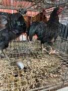 2 Roosters - 5 Mos Old