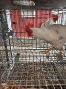 1 White Leghorn Mix Rooster - 3 Months Old