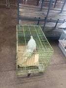 Male Silver Pheasant w/ Cage