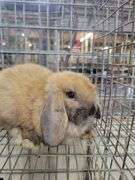 Orange Tort Mini Lop Buck - VM Gene - 8 Wks Old - Very Friendly - Handled By Kids