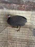 Pearl Guinea Hen