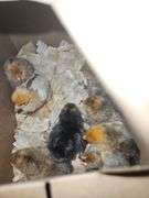 9 Mille Fluer Cross Chicks