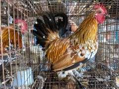 Mille Fluer Duccle Rooster