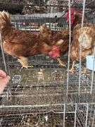3 Red Laying Hens