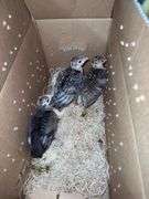 3 Narragansett Turkey Poults - 3wks Old