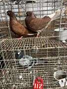 Pair Roller Pigeons