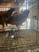 3 Roosters - 2 Bielefelder & 1 Ameraucana Mix