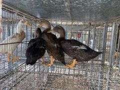 3 Rouen Hen Ducks