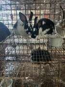 2 Rabbits