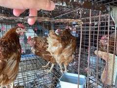 4 Isa Brown Hens