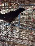 Black Chicken