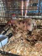 Gilt Mini Pot Belly Pig - 6 Wks Old