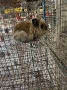 Lionhead Doe