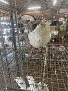 Gander Chinese Goose