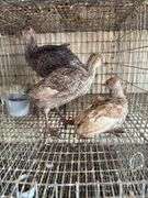 3 Turkey Poults