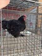 Young Black Rooster