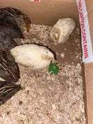 8 Celadon Mix Coturnix Quail - 2.5 Wks Old