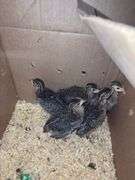 5 Guinea Keets