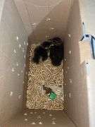 2 Call Ducklings - 1 Butterscotch & 1 Black