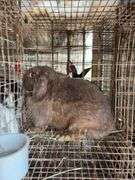 Mini Lop Doe