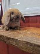 Orange Tort Mini Lop Buck - VM Gene - 8 Wks Old - Very Friendly - Handled By Kids