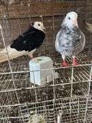 2 Roller Pigeons