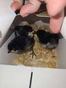 3 Death Layer Chicks