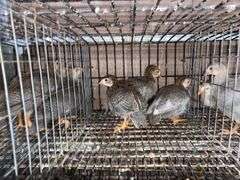 4 Guinea Keets - French Pearl & Pied