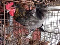 Maran Rooster