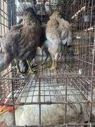 4 Ameraucana Pullets