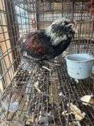 Russian Orloff Banty Rooster