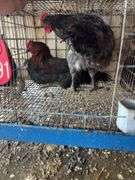 2 Barnyard Mix Cockerels