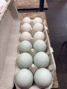 1 Doz Duck Eating Eggs