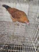 Maran Rooster