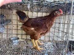 Rhode Island Red Pullets - 9 Wks Old