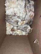 5 Bourbon Red Turkey Poults