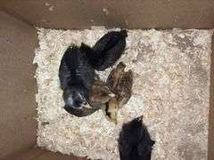 5 Barnyard Mix Chicks