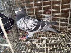 Male Homer Pigeon