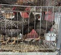 4 Barred Rock Hens - 8 Mos Old
