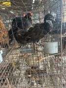 3 Melanistic Ringneck Pheasants w/ Permit