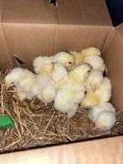10 Cornish Cross Chicks