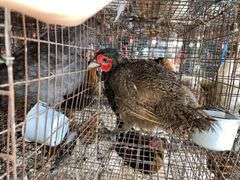 Male Melanistic Mutant Pheasant w/ Permit
