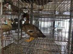Welsh Harlequin Hen Duck