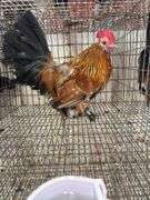 Millie Fleur Rooster