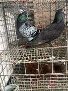 Pair Homing Pigeons